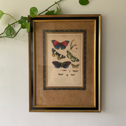 Vintage Botanical Butterfly Framed Art