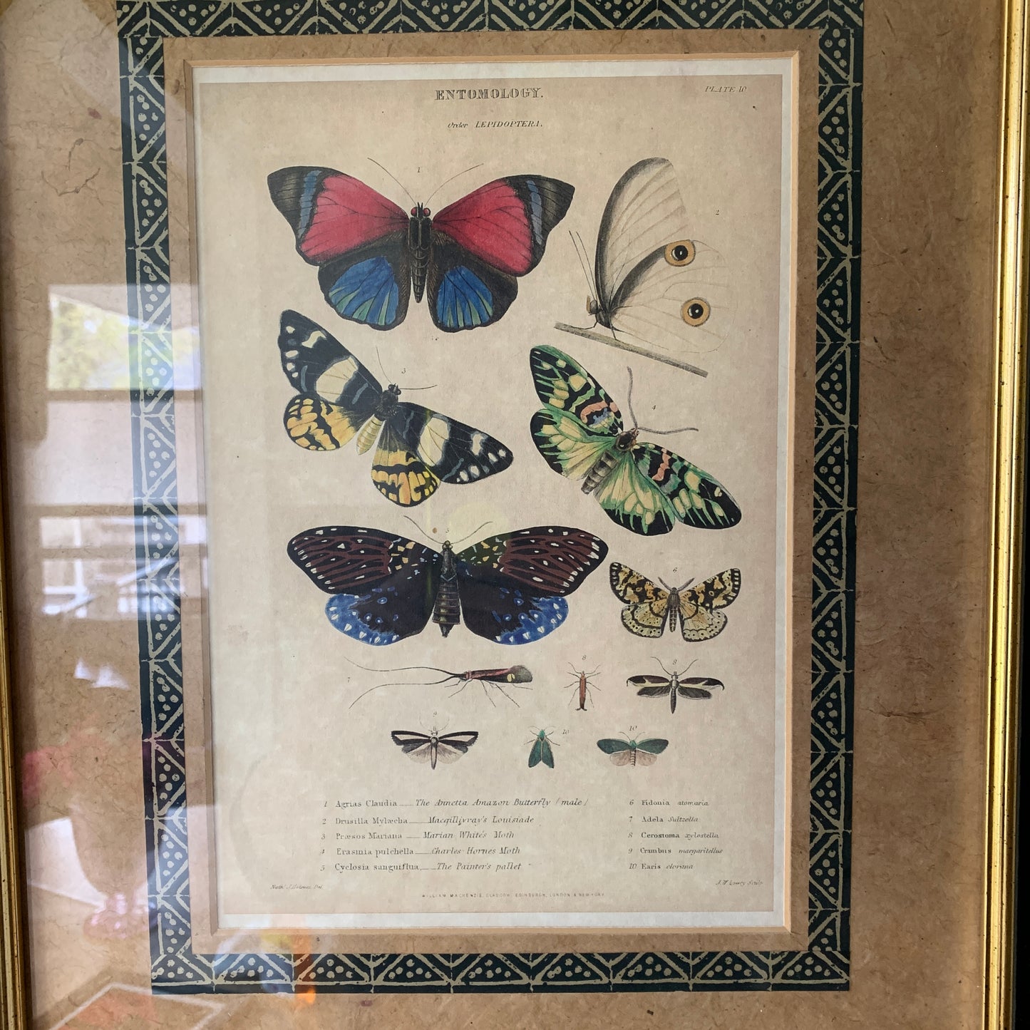 Vintage Botanical Butterfly Framed Art